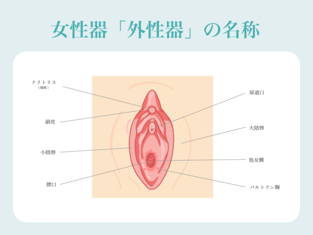 女性器「外性器」の名称