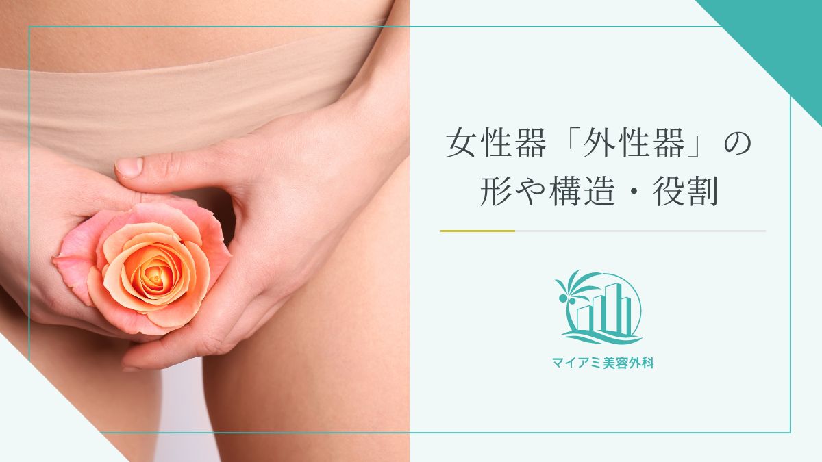 女性器「外性器」の形や構造・役割