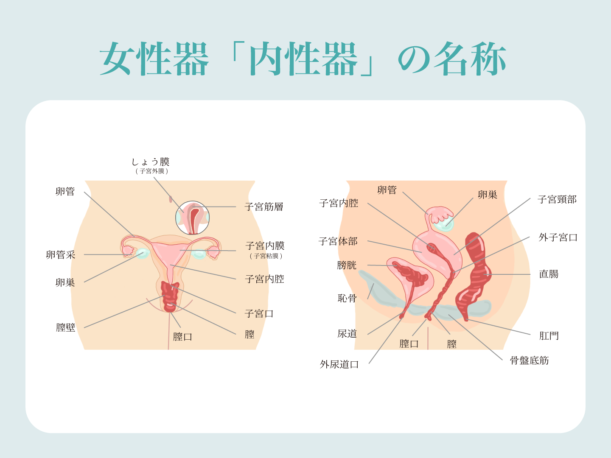 女性器の「内性器」の名称