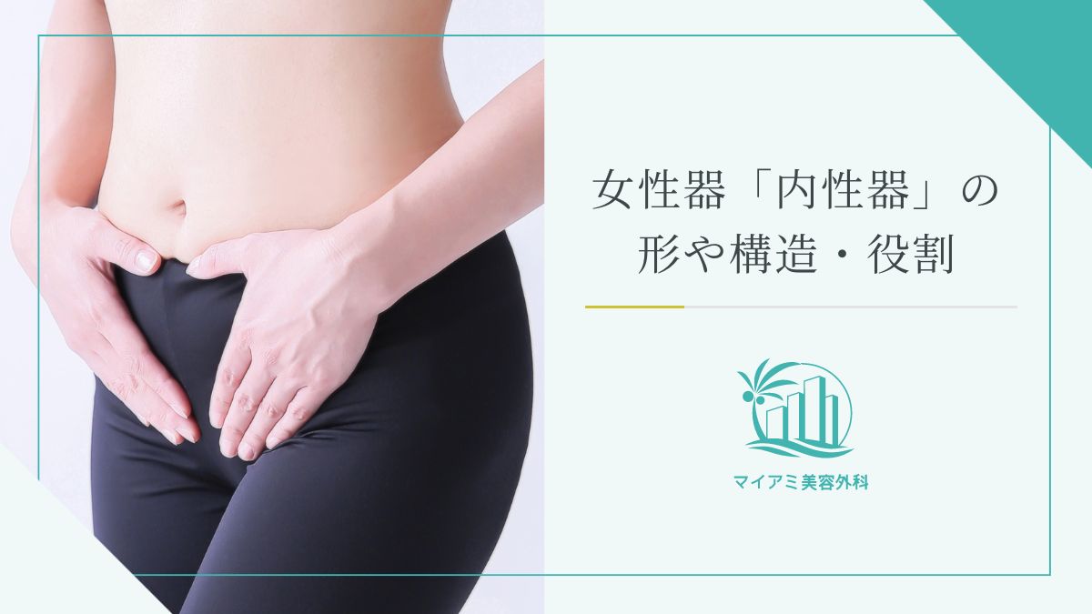 女性器「内性器」の形や構造・役割