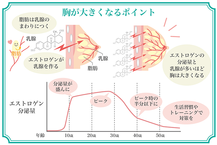 胸が大きくなるポイント