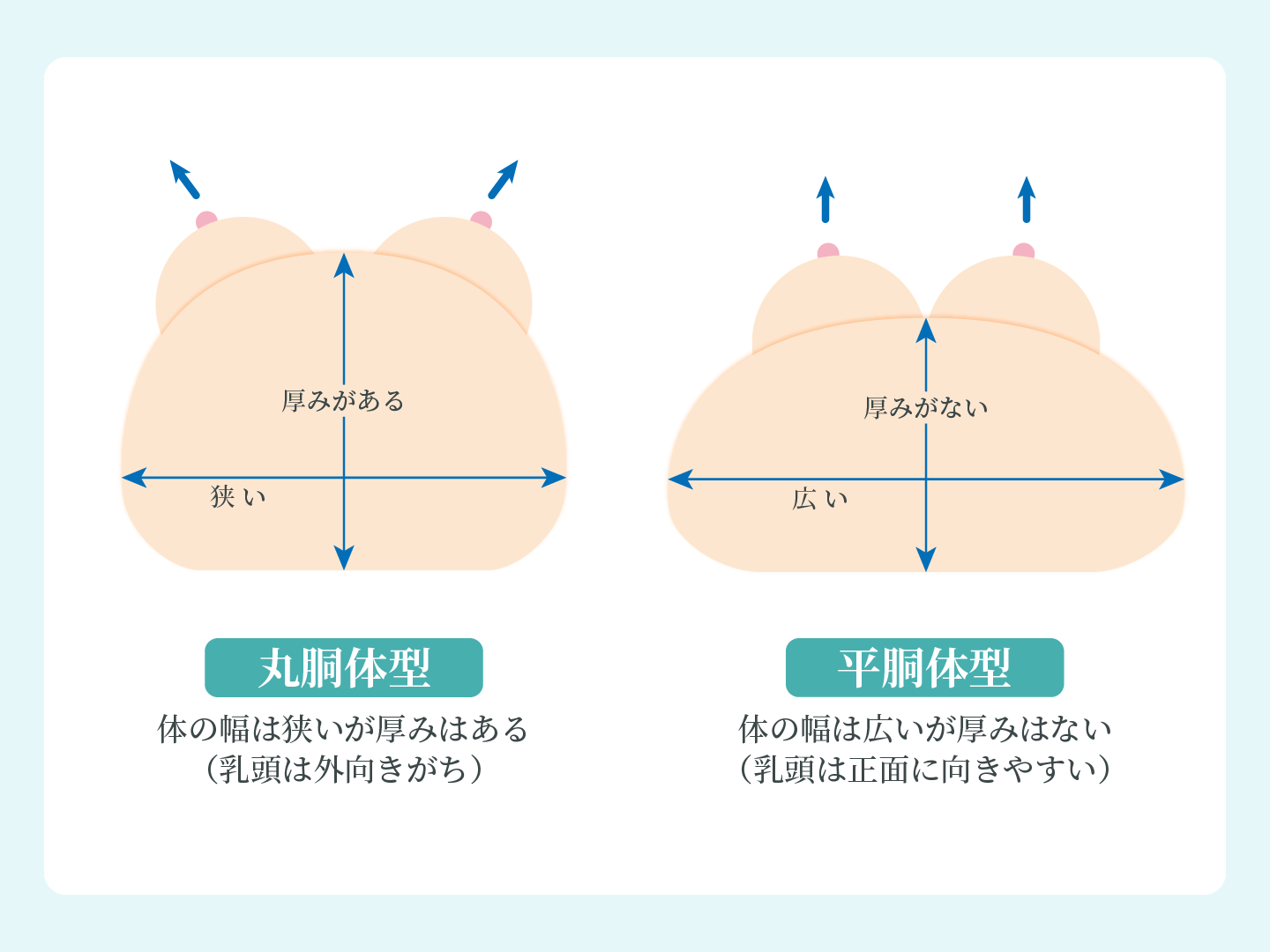 丸胴体型と平胴体型